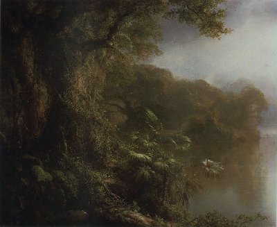photo of a rainforest
