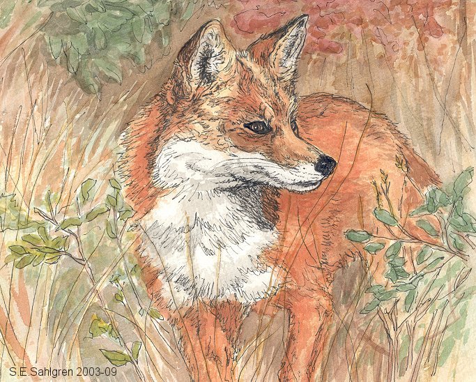 fox in the field