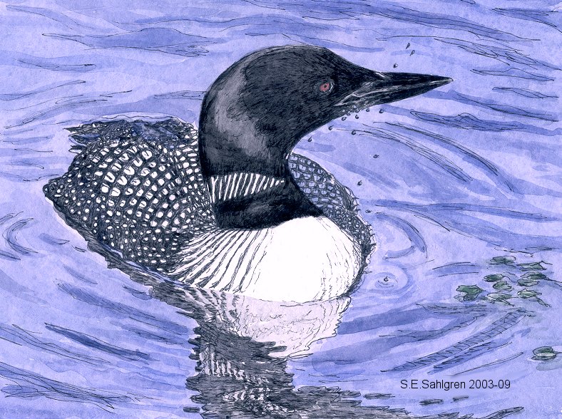 The Lonesome Loon