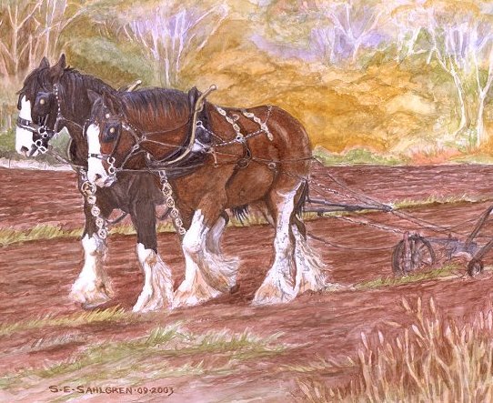 Suffolk Punch Team