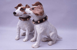 Jack Russels