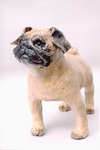 pug dog