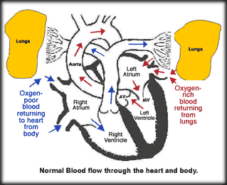Normal Blood Flow