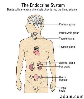 Endocrine glands