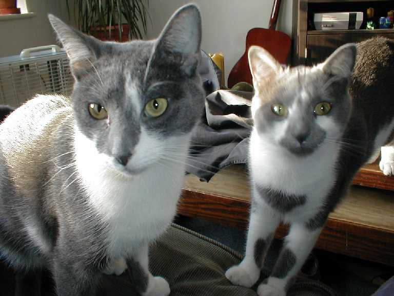 Cyrus & Frazier