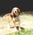 Bartok the Stupid Dog
