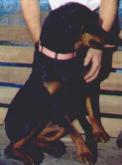 Spike My 1st Rottweiler