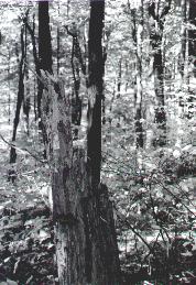 Linn Run State Park
