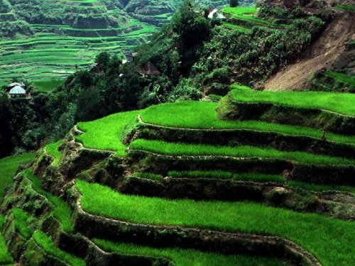 Banawe Rice Terraces