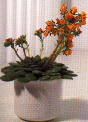 sukkulenten_echeveria_derenbergii