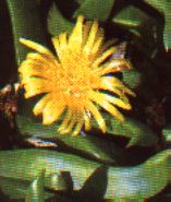 sukkulenten_glottiphyllum_nelii_zungenblatt