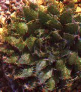 sukkulenten_haworthia_arachnoidea