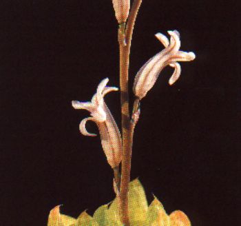 sukkulenten_haworthia_cymbiformis
