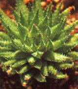 sukkulenten_haworthia_herbacea