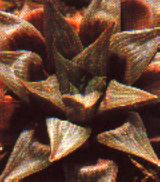 sukkulenten_haworthia_reusta