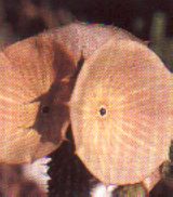 sukkulenten_hoodia_gordonii