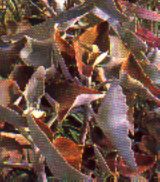 sukkulenten_kalanchoe_beharensis