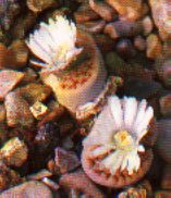 sukkulenten_lithops_karasmontana_lebende_steine