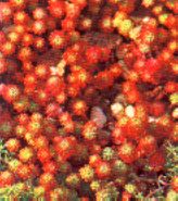 sukkulenten_sedum_lydium_fetthenne_mauerpfeffer