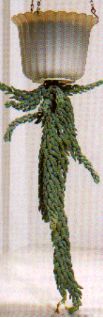 sukkulenten_sedum_morganianumi_fetthenne_mauerpfeffer