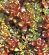 sukkulenten_sedum_obtusatum_fetthenne_mauerpfeffer