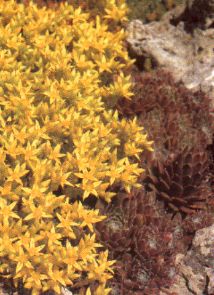 sukkulenten_sedum_pachyphyllum_fetthenne_mauerpfeffer