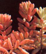 sukkulenten/sukkulenten_sedum_pachyphyllum_fetthenne_mauerpfeffer