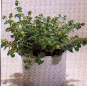 sukkulenten_sedum_sieboldiii_fetthenne_mauerpfeffer