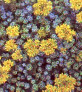 sukkulenten_sedum_spathulifolium_cape_blanco_fetthenne_mauerpfeffer