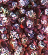sukkulenten_sedum_spathulifolium_fetthenne_mauerpfeffer