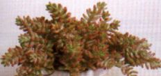sukkulenten_sedum_stahlii_fetthenne_mauerpfeffer