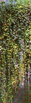 sukkulenten_senecio_rowleyanus