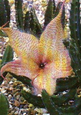 sukkulenten_stapelia_gigantea_aasblume_ordensstern