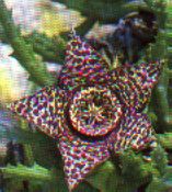 sukkulenten_stapelia_variegata_aasblume_ordensstern