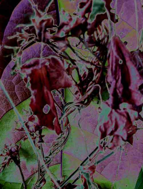foliage