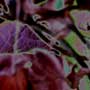 foliage