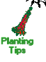 Planting Tips