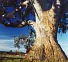 Ancient river redgum