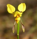click here to wildfower gallery