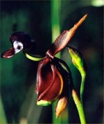 Large Duck Orchid