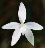 Wax-lip Orchid