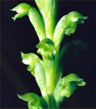 Notched Onion Orchid
