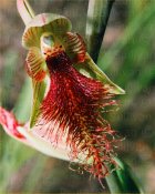 Copper Beard Orchid