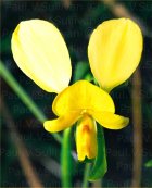 Donkey Orchid