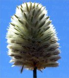 Ptilotus or Silver Mulla Mulla
