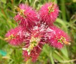 Callistemon after a hail storm