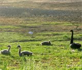 Swans on lake Wendouree