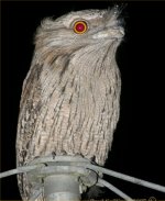 Tawny frogmouth