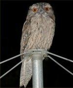 Tawny frogmouth