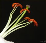 Lily stamens